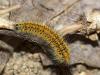 Lasiocampa trifolii